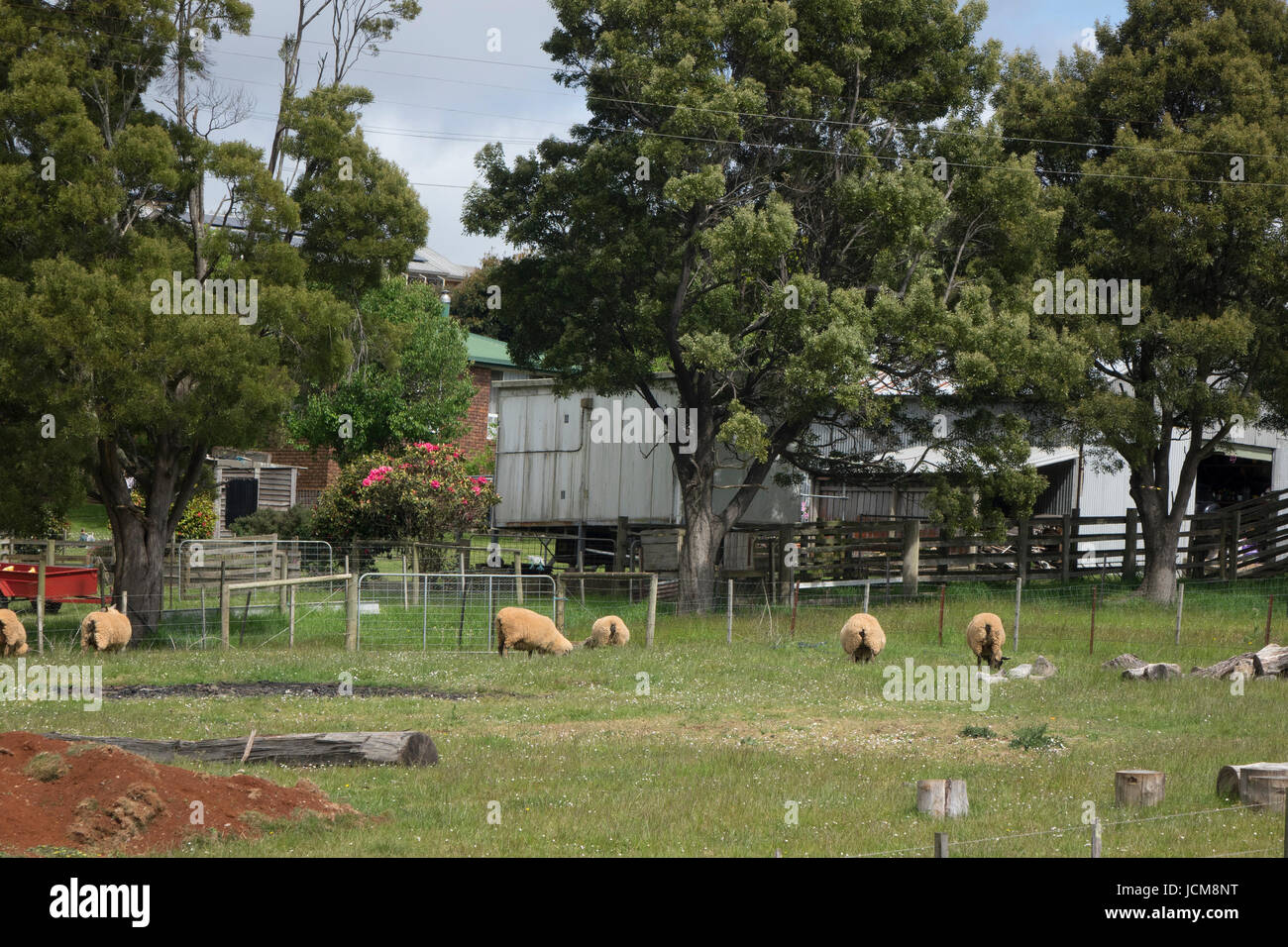 Moutons dans un pâturage sur une petite ferme à la Tasmanie Burnie Banque D'Images