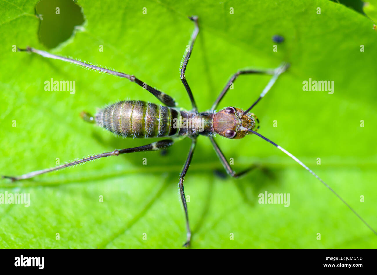 Ant imiter minuscule nymphe de cricket sur le feuillage ( Macroxiphus ) Banque D'Images