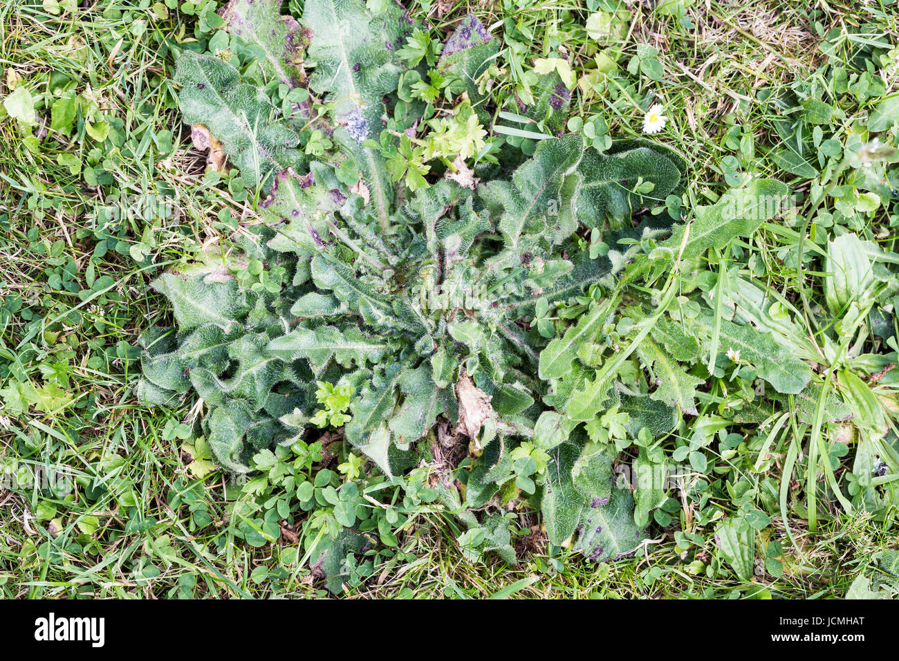 Les mauvaises herbes nuisibles, parasites, de pissenlit herbe pelouse — free download