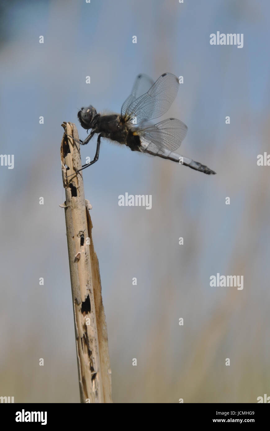 Photographie du gros plan d'une libellule (black-tailed skimmer) assis sur une tige de roseau Banque D'Images