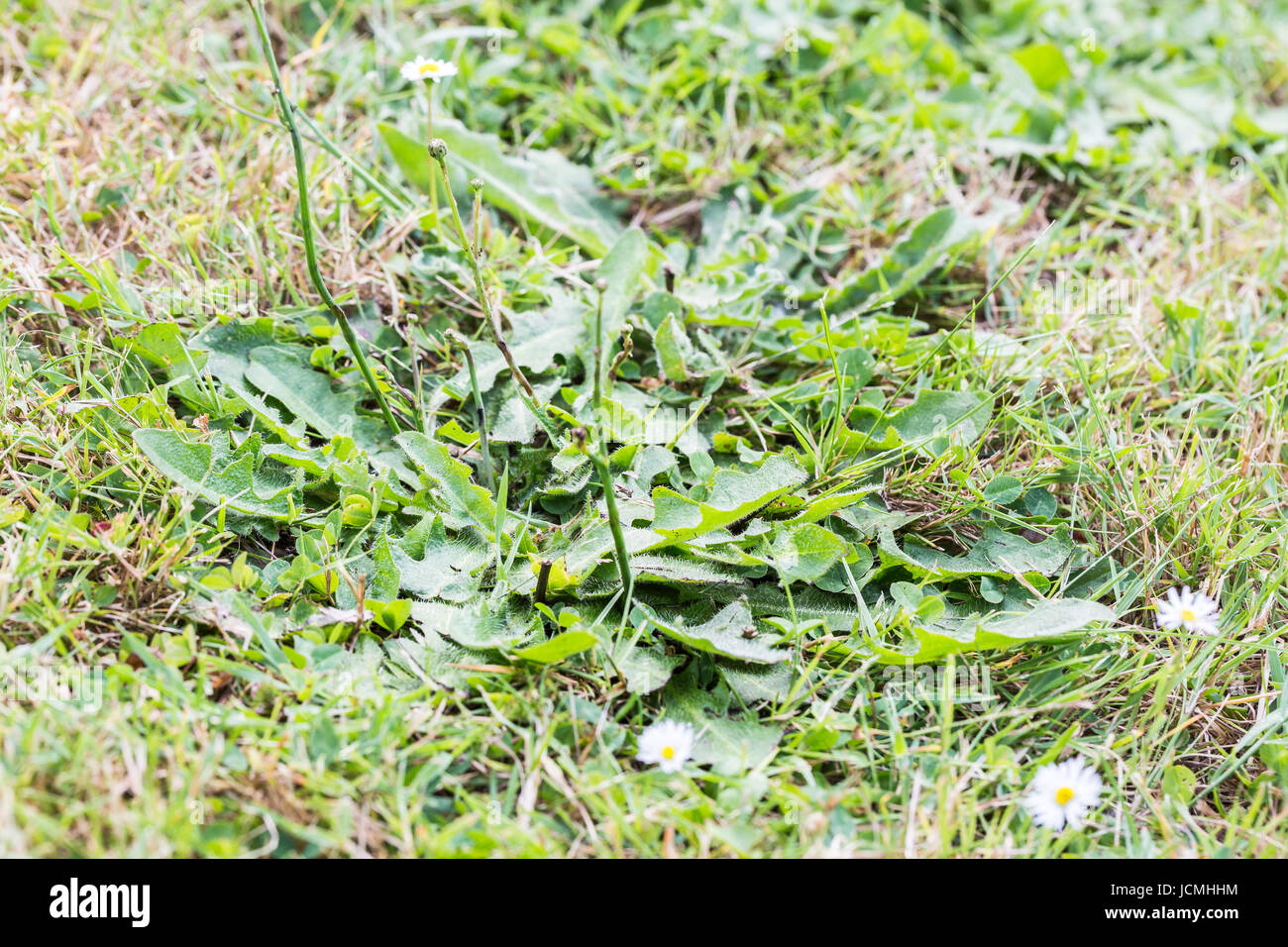 Les mauvaises herbes nuisibles, parasites, de pissenlit herbe pelouse — free download
