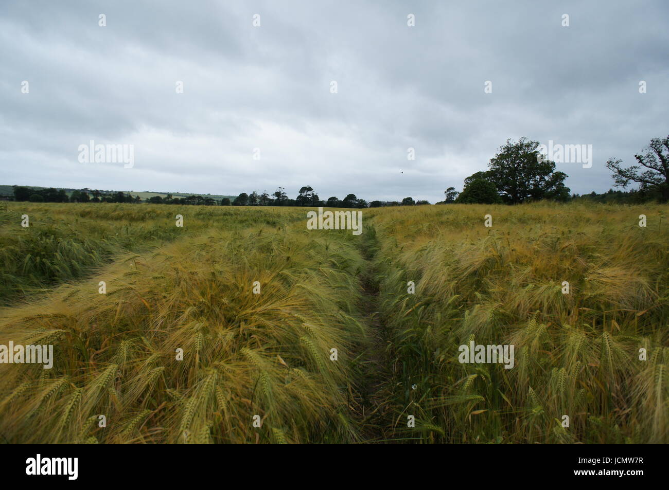 Des champs de blé en Irlande sur l'image avec une voie qui traverse Banque D'Images