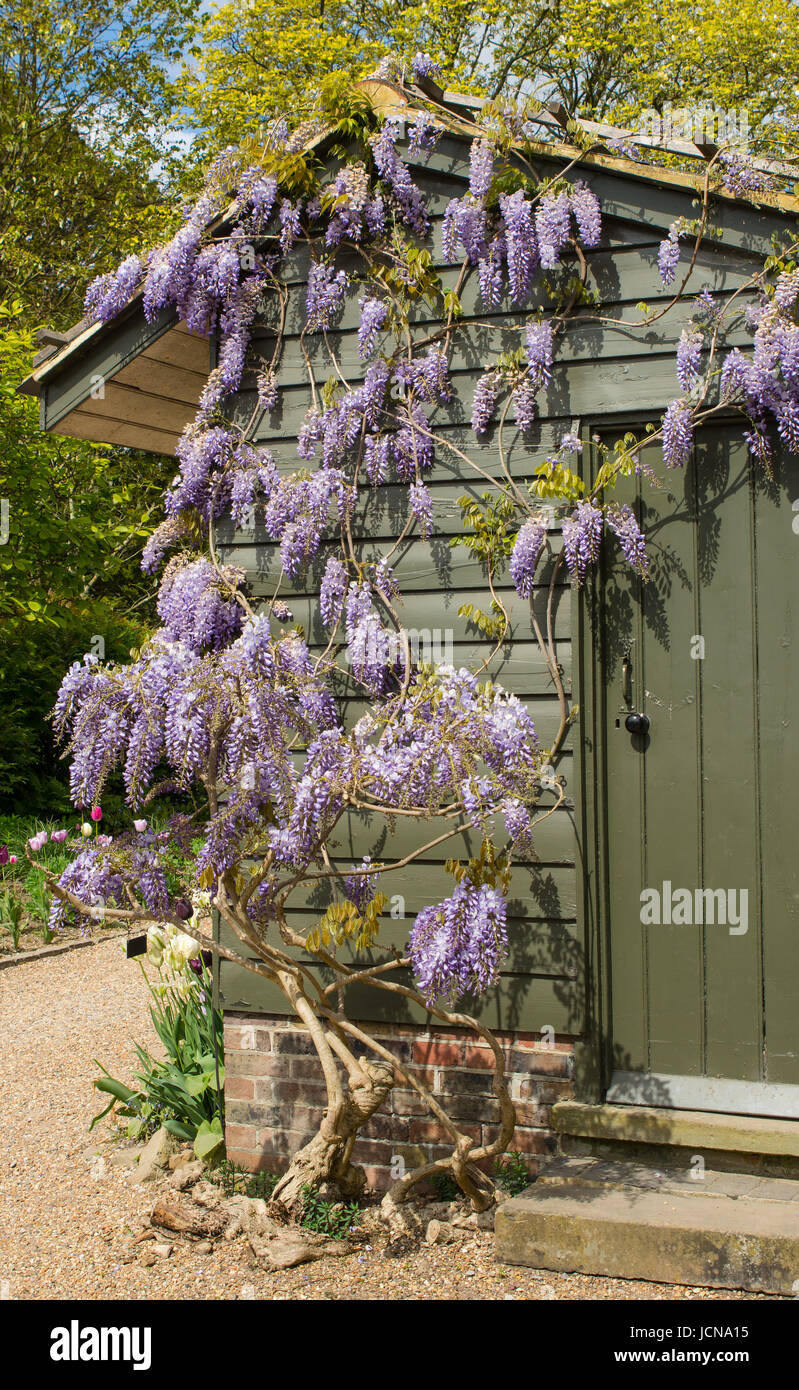 Plante avec des fleurs de glycine sur un hangar en jardin anglais Banque D'Images