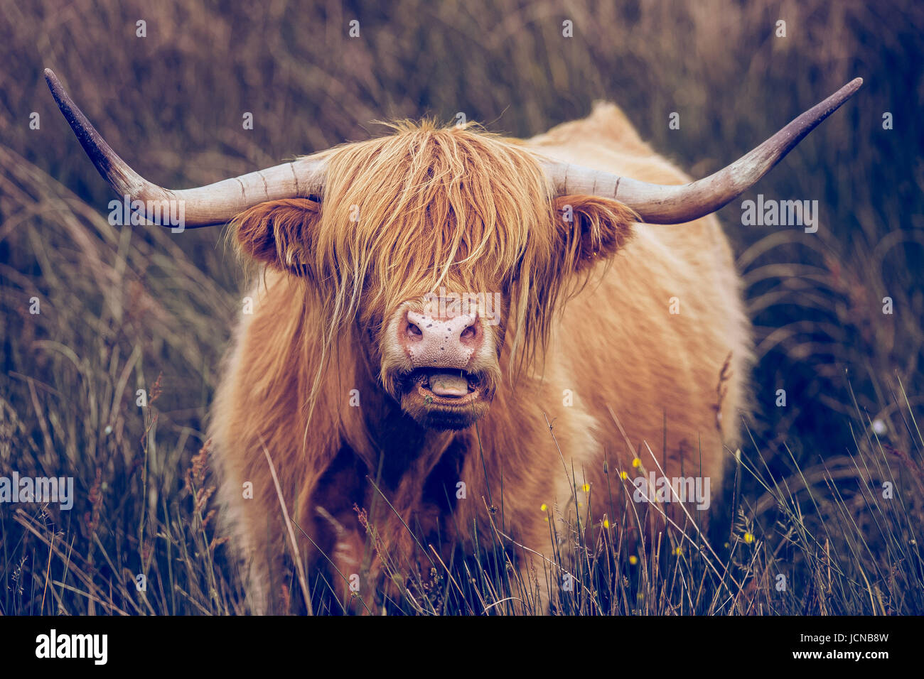 Vache Highland à longues cornes paissant dans le Peak District près de Edge et Edge Curbar Buxton Banque D'Images