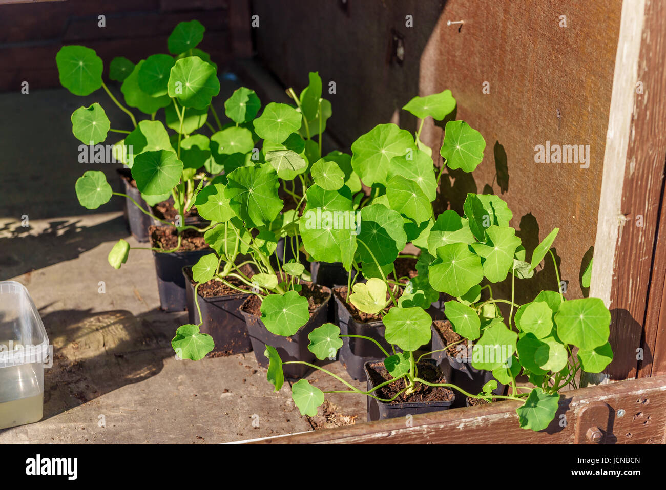 Les petites plantes de capucine tropaeolum ou en attente d'être plantées dans le jardin. Banque D'Images