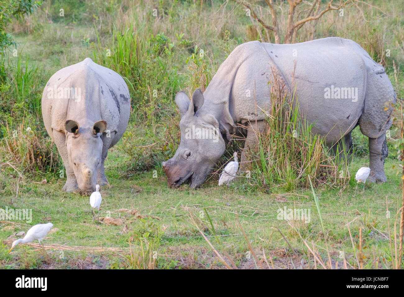 2 rhinocéros indiens (Rhinoceros unicornis) pâturage.Parc national de Kaziranga, Assam, Inde Banque D'Images