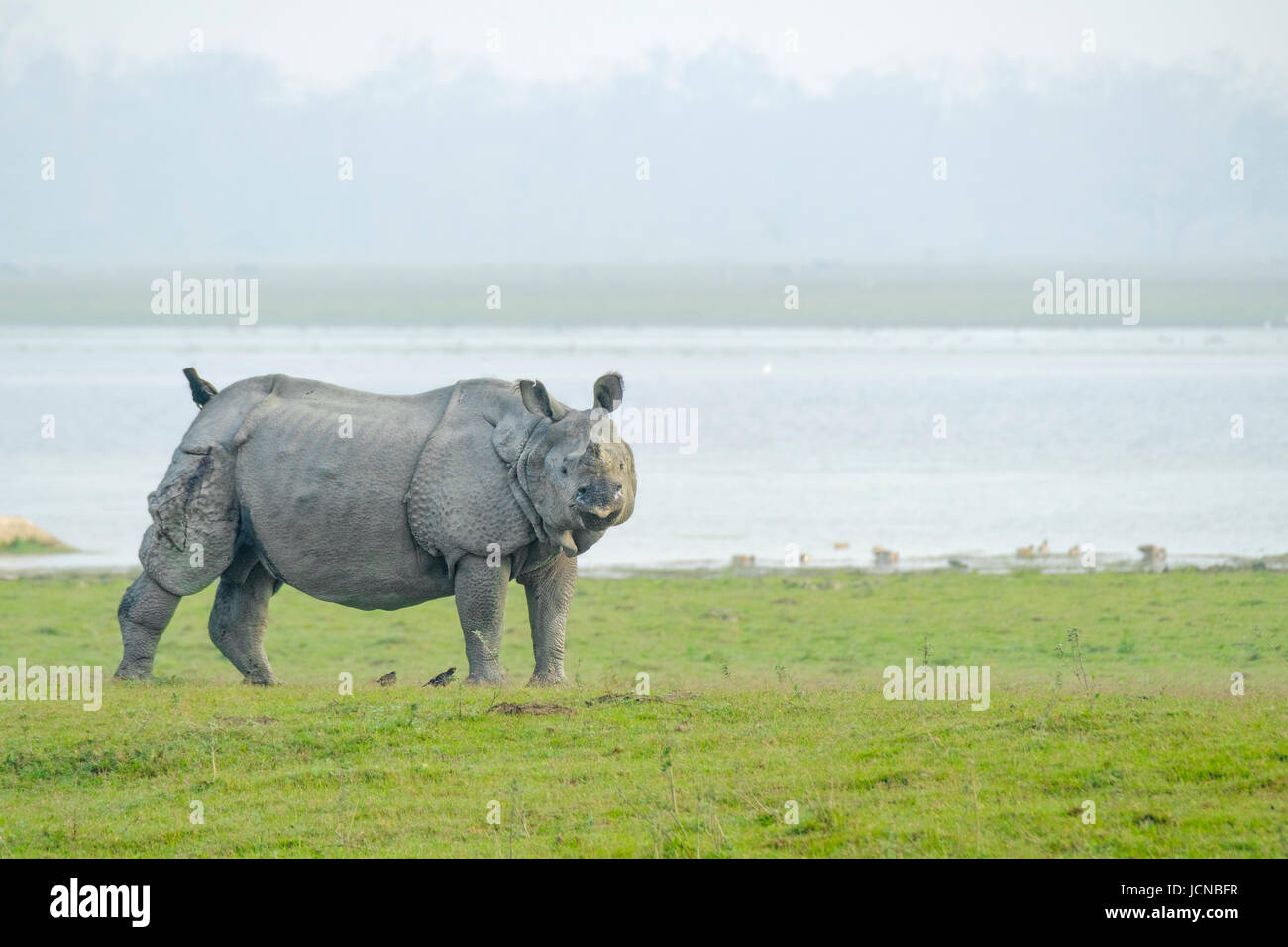 Rhinocéros indien (Rhinoceros unicornis) en face de la rivière.Parc national de Kaziranga, Assam, Inde Banque D'Images