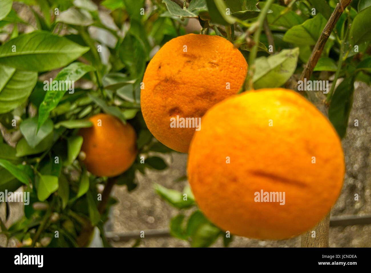 Fruits orange sur les arbres avec des feuilles vertes Banque D'Images