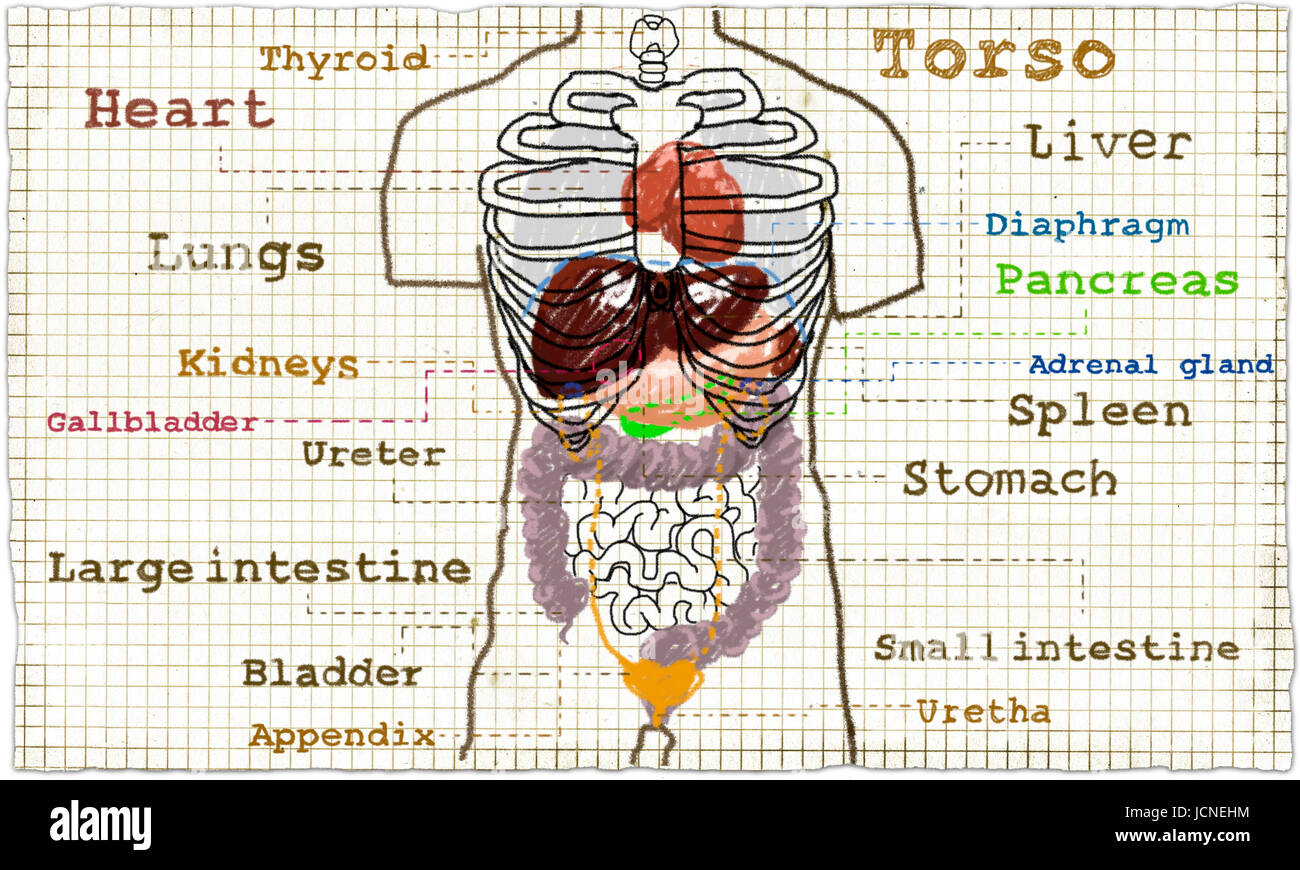 Illustration de l'anatomie du torse les organes internes, les glandes et courage Banque D'Images
