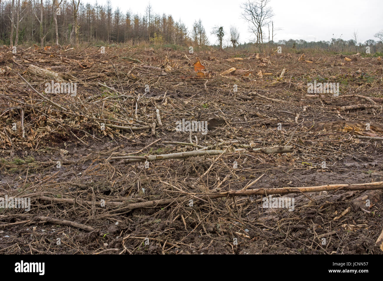 Une plantation commerciale pour le bois abattu claire Banque D'Images