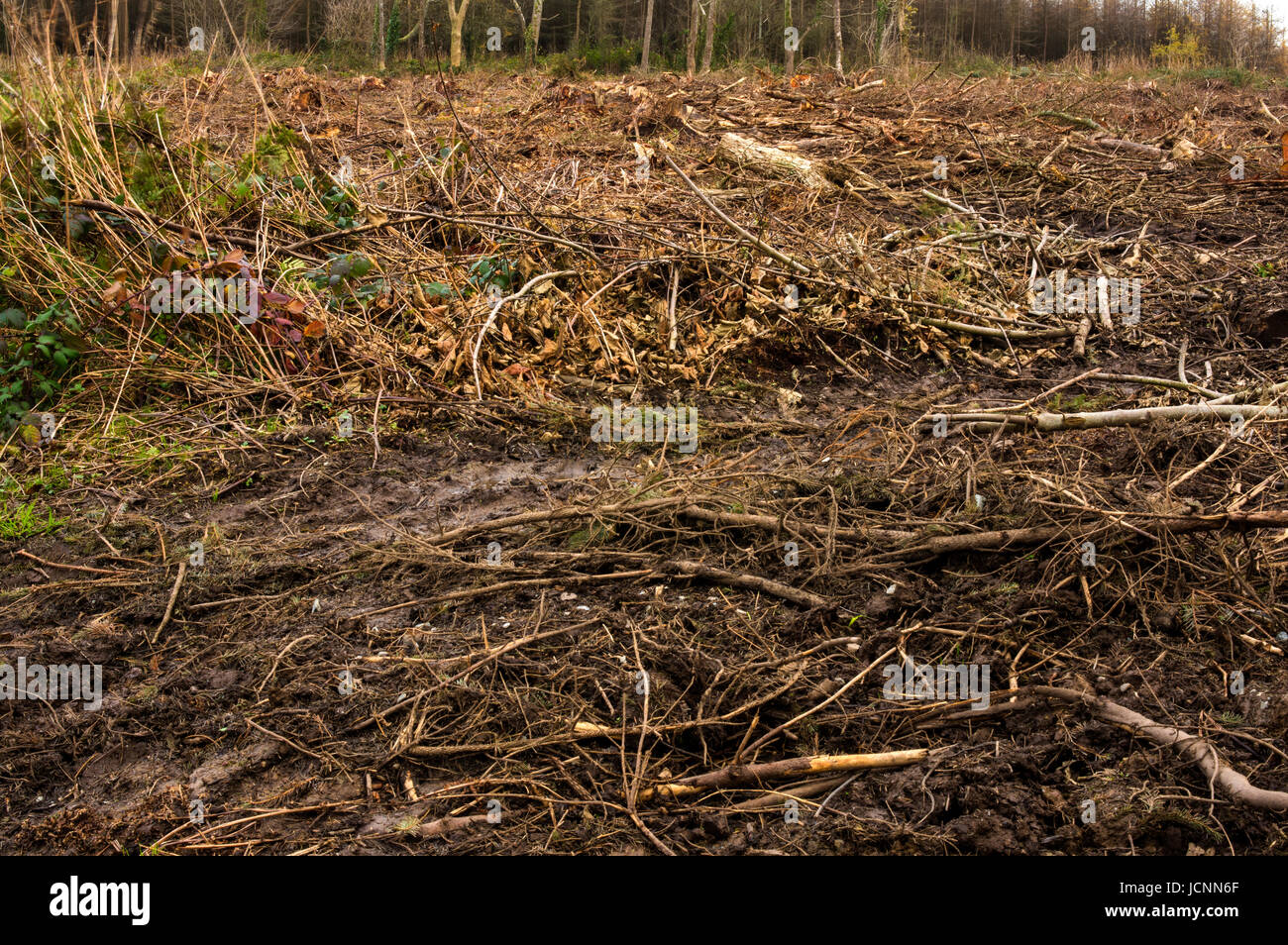 Une plantation commerciale pour le bois abattu claire Banque D'Images
