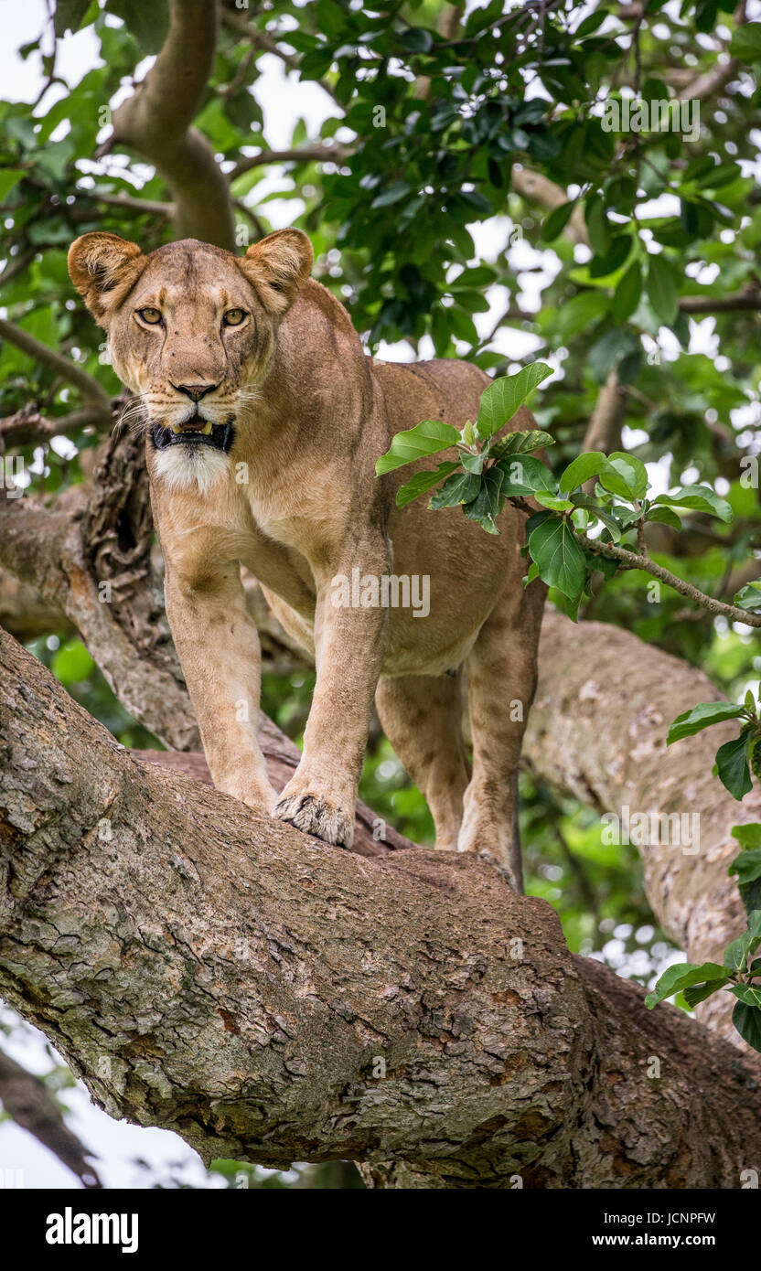 Lionne sur un grand arbre. Gros plan. Ouganda. Afrique de l'est. Banque D'Images