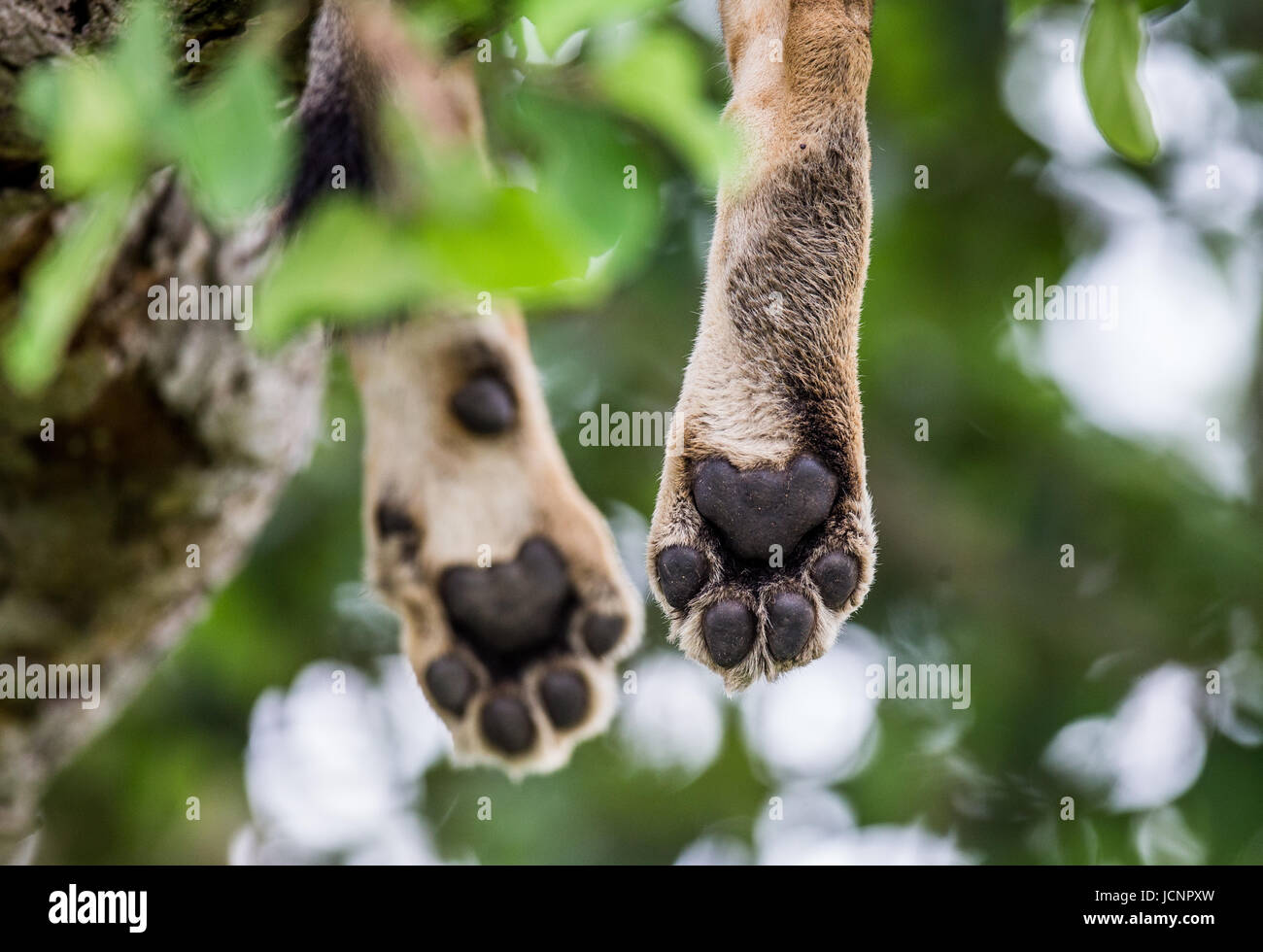 Paws lioness, qui est couchée sur l'arbre. Gros plan. Ouganda. Afrique de l'est. Banque D'Images