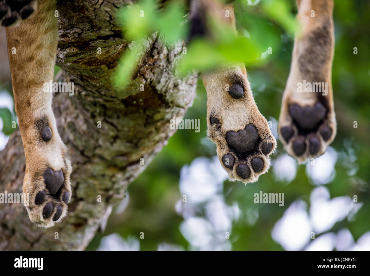 Pattes de lionne, qui repose sur l'arbre. Gros plan. Ouganda. Afrique de l'est. Banque D'Images