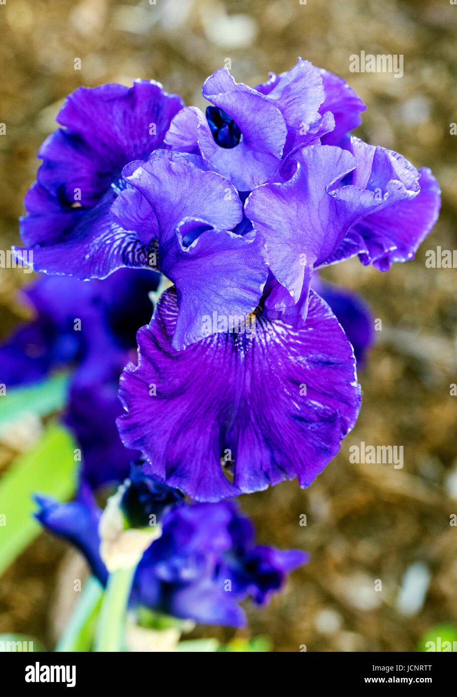 Close-up of purple Iris fleur en pleine floraison ; Salida, Colorado, USA Banque D'Images