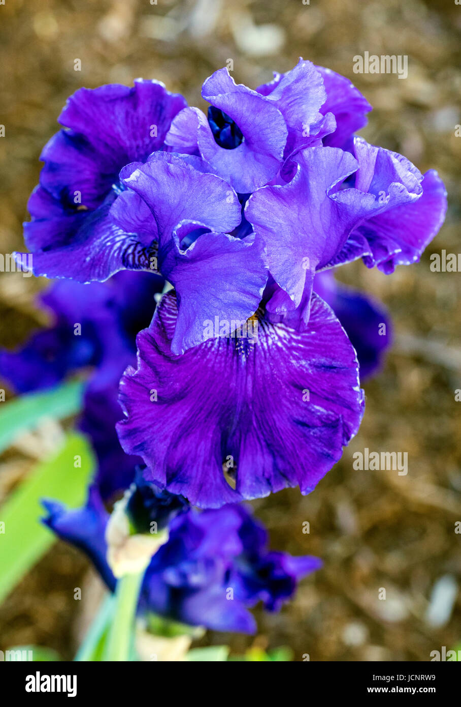 Close-up of purple Iris fleur en pleine floraison ; Salida, Colorado, USA Banque D'Images