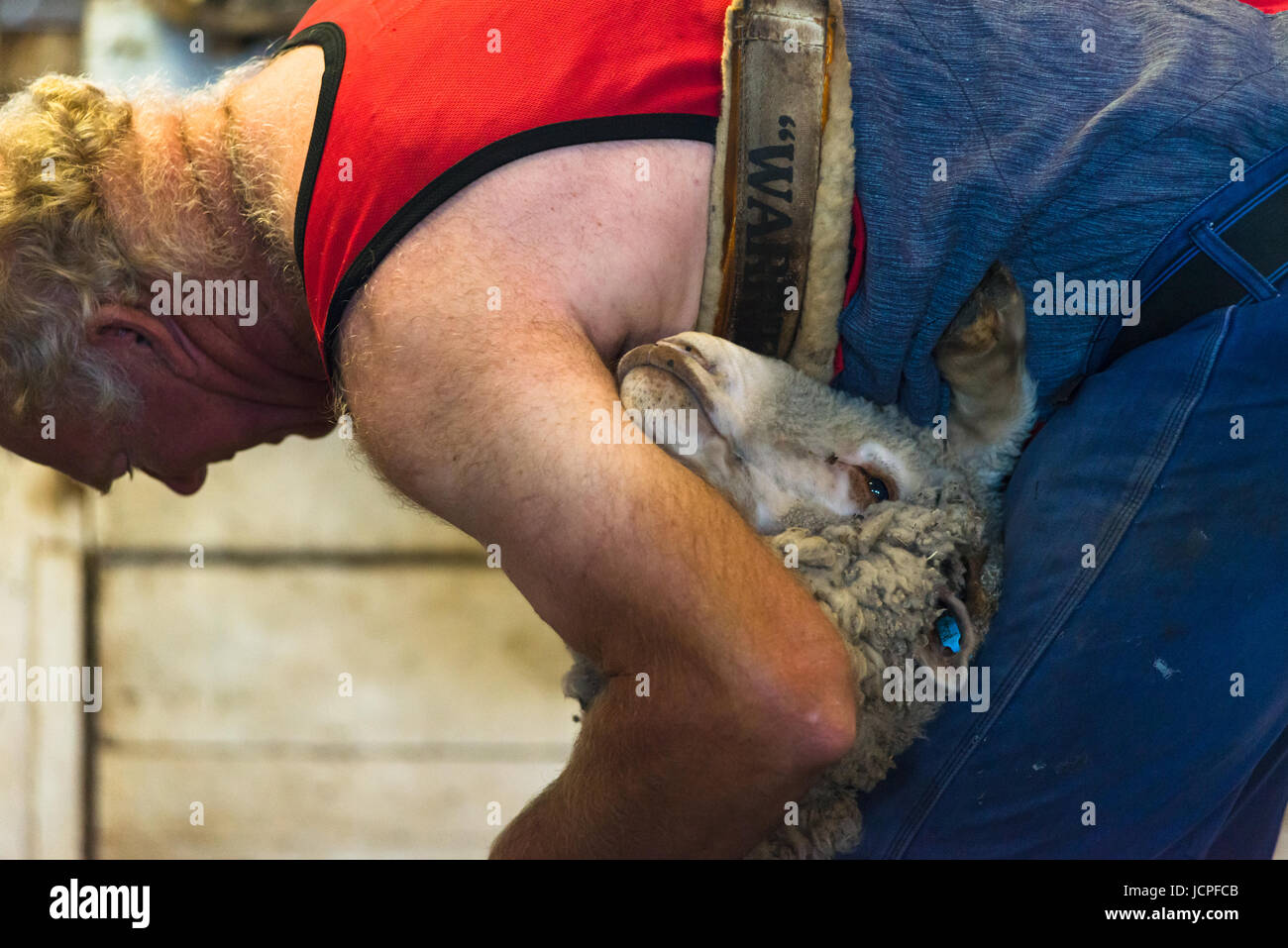 Tonte de moutons sur l'île kangourou en Australie. Banque D'Images