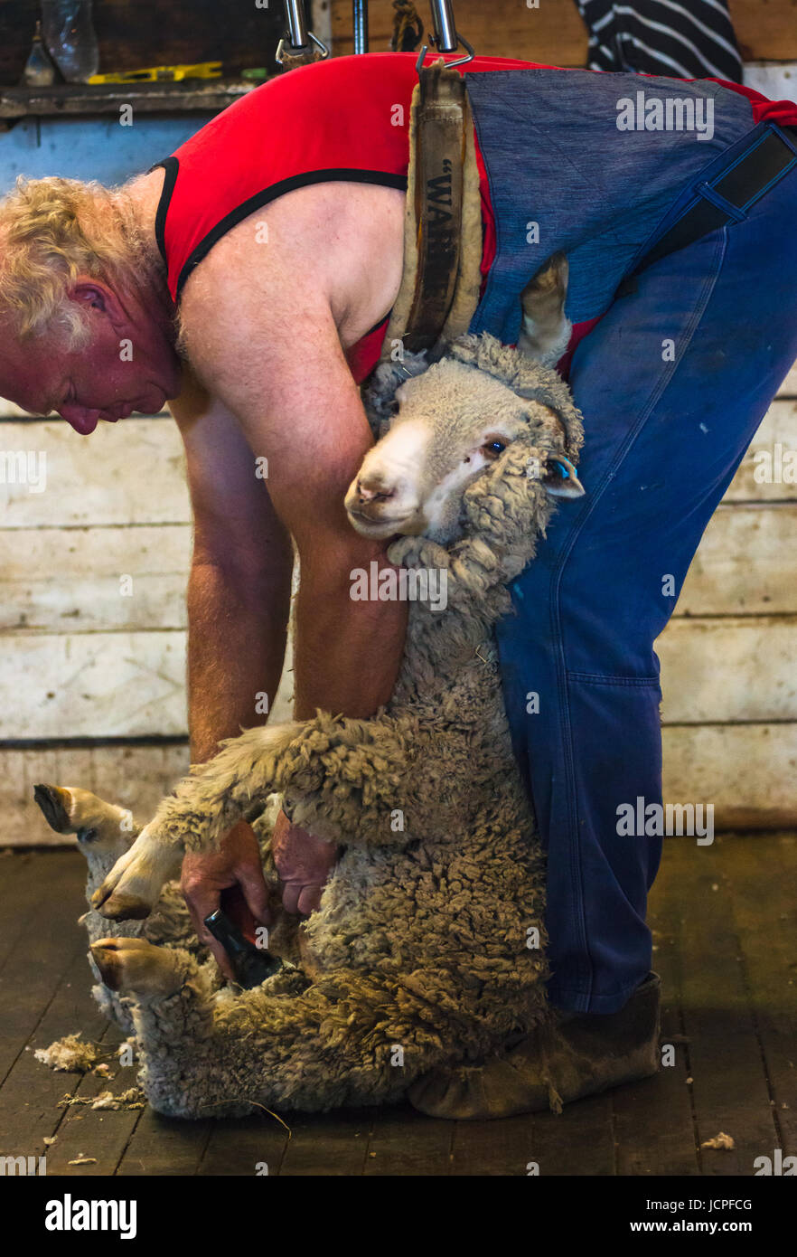 Tonte de moutons sur l'île kangourou en Australie. Banque D'Images