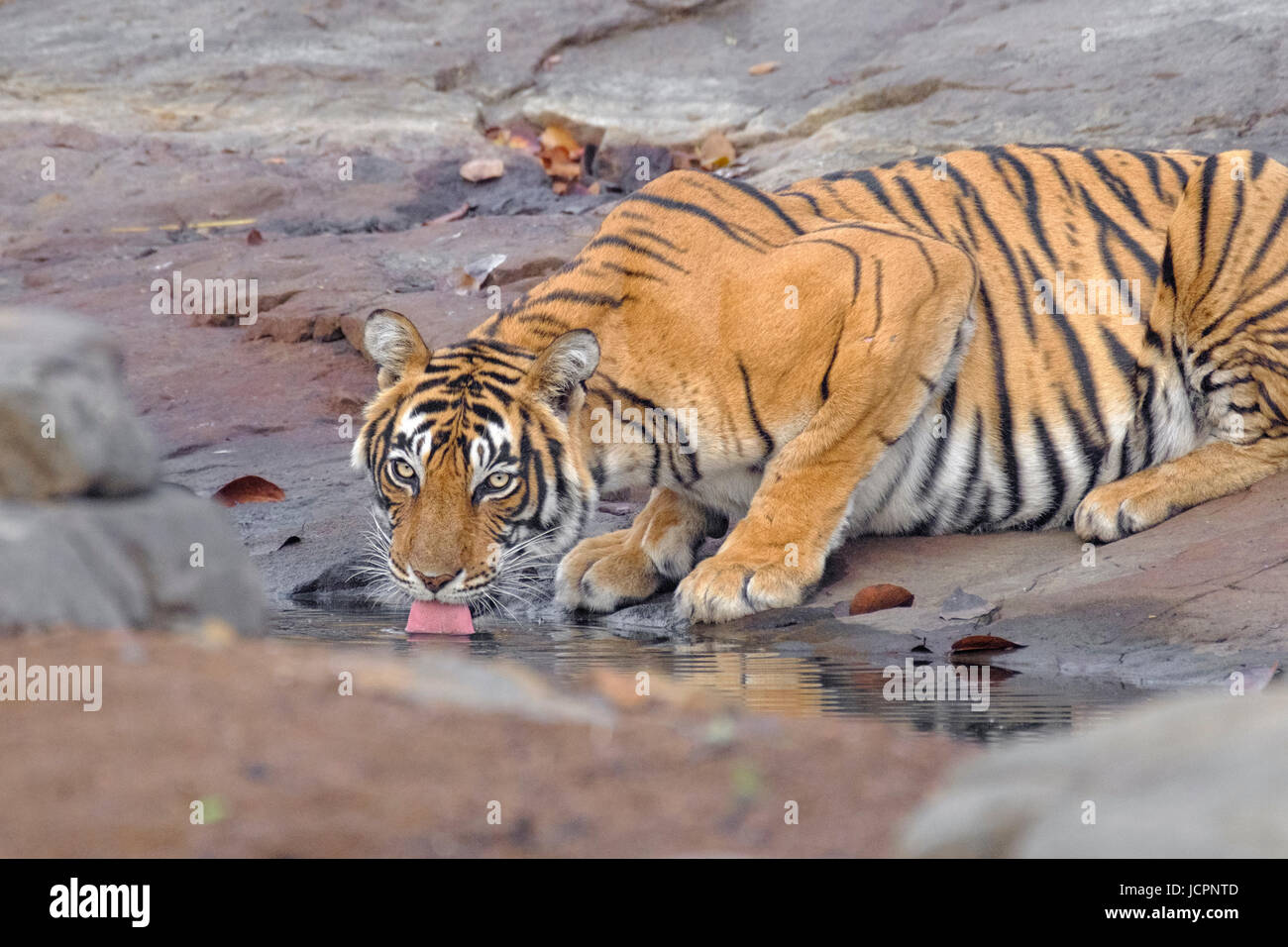 Tigre du Bengale, (Panthera tigris tigris), boissons d'eau, espèces menacées, Sawai Madhopur Rajasthan, Parc national de Ranthambore, Rajasthan, Inde. Banque D'Images