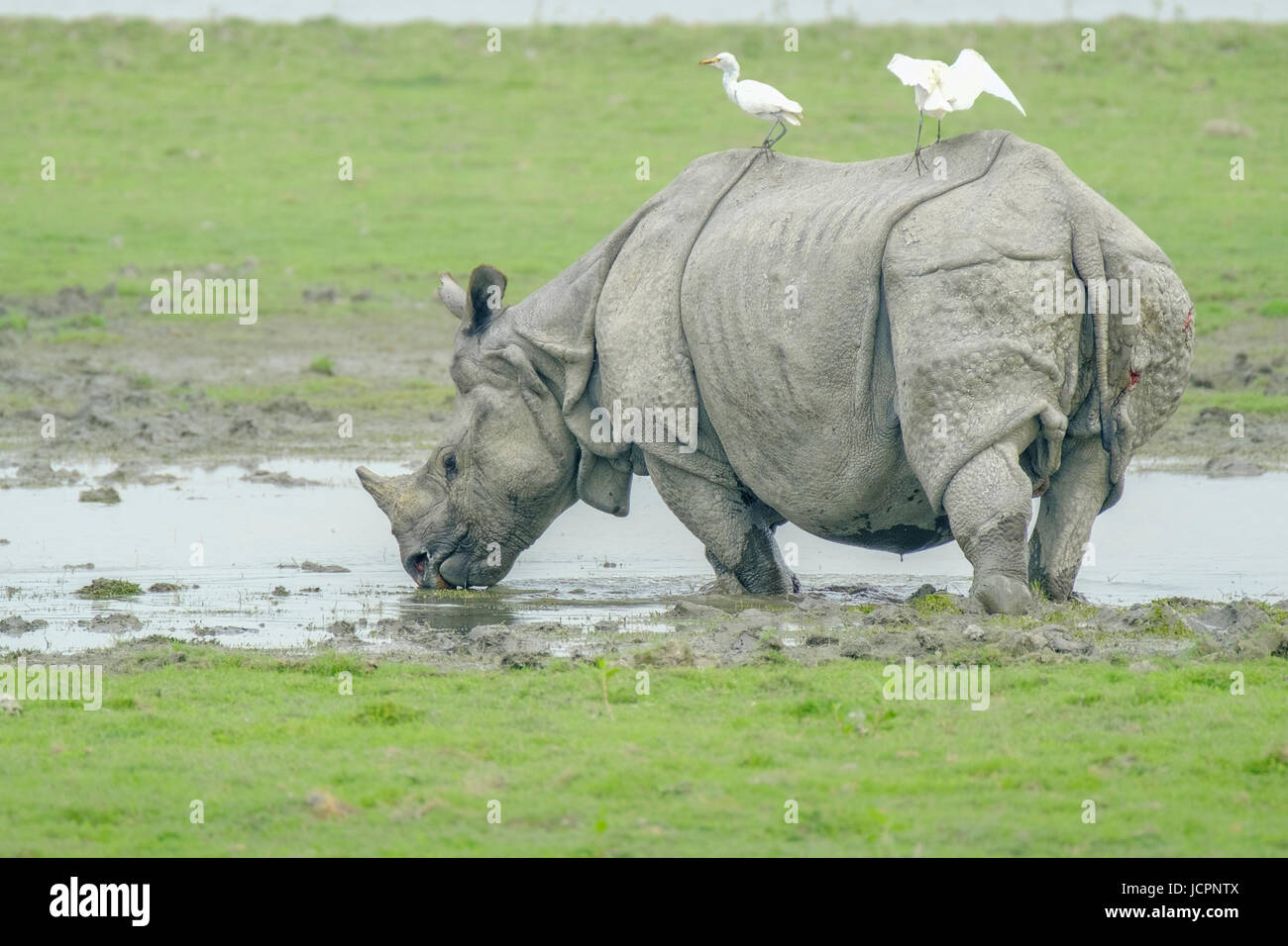 Rhinocéros indiens (Rhinoceros unicornis) dans l'eau potable avec le bétail Egret (Bubulcus ibis). Parc national de Kaziranga, Assam, Inde Banque D'Images