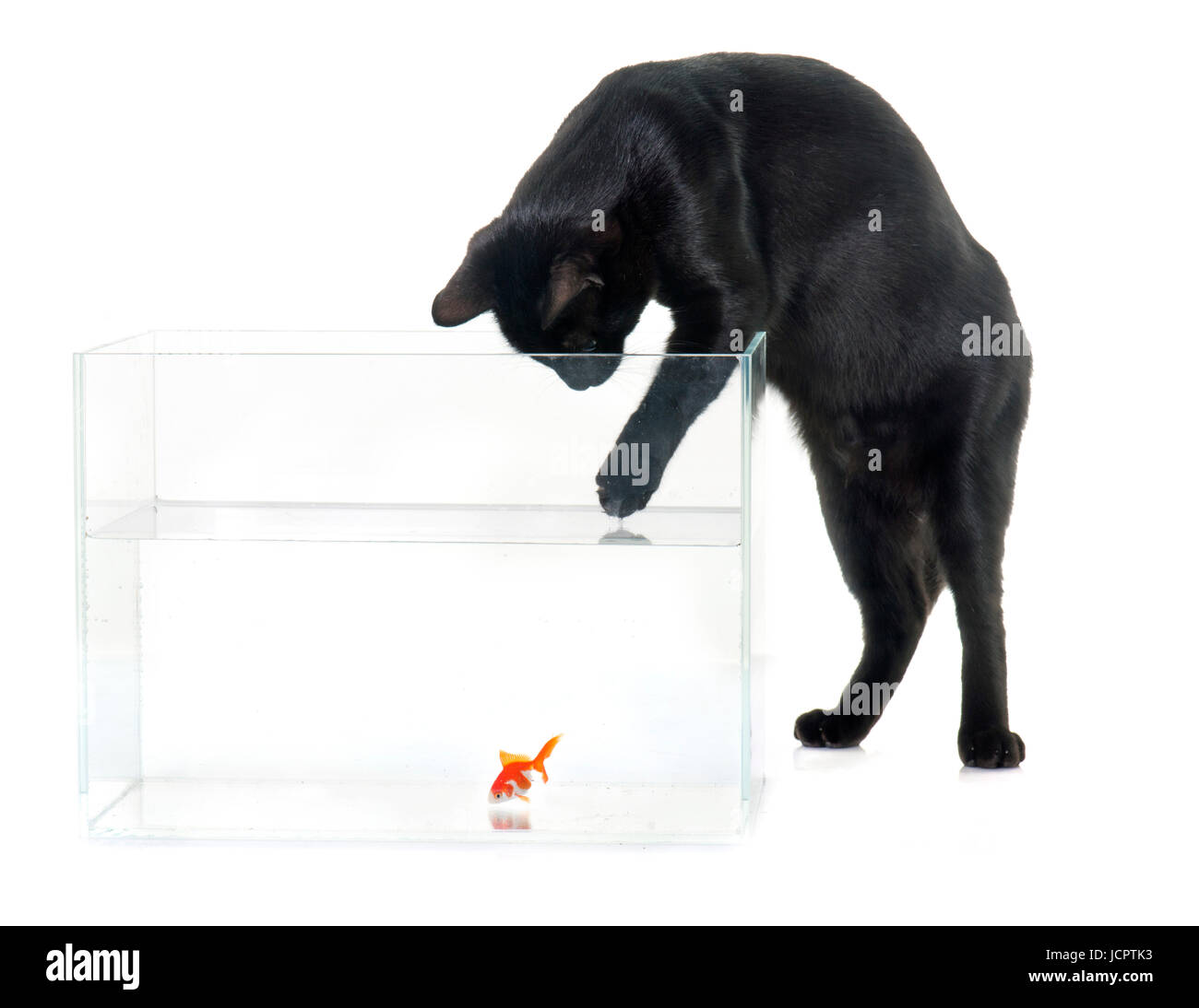 Poisson rouge rouge et noir chat in front of white background Banque D'Images