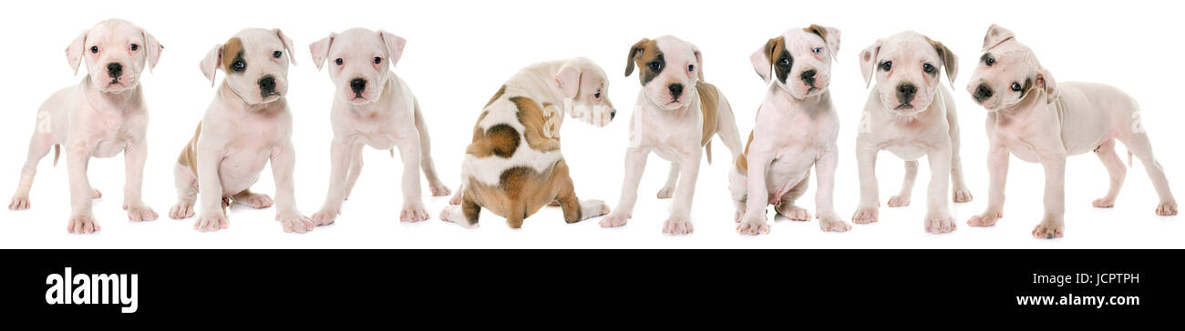 Chiots bouledogue américain in front of white background Banque D'Images