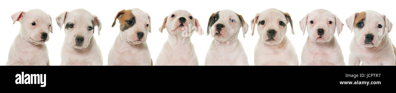 Chiots bouledogue américain in front of white background Banque D'Images