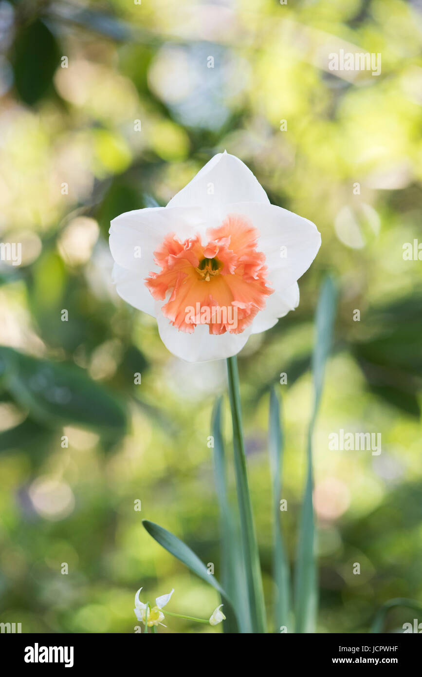 Narcisse. 'Jonquille' Fleur précoce Banque D'Images