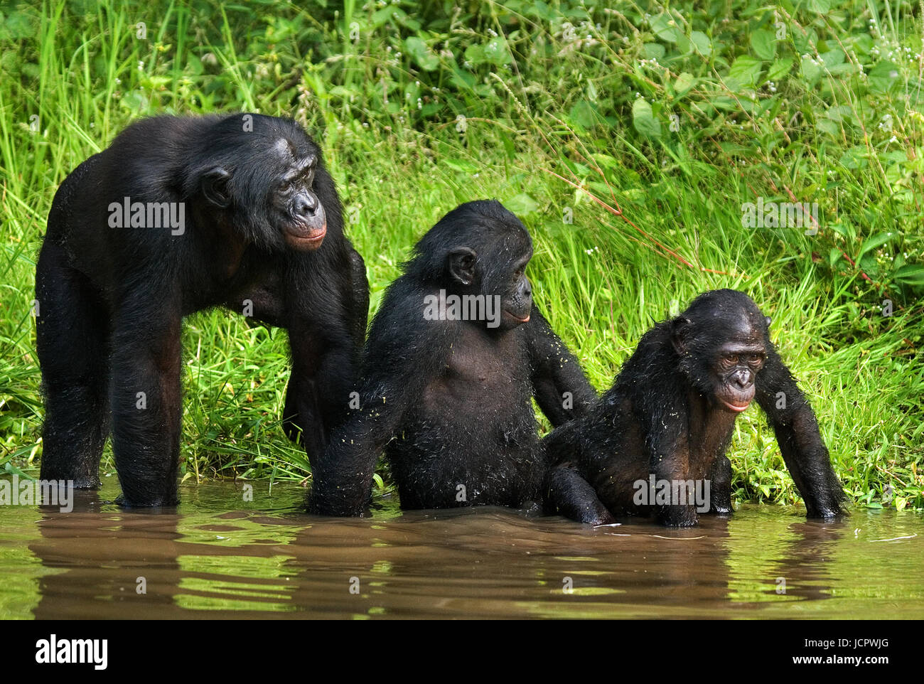 Bonobos jungle Banque de photographies et d’images à haute résolution ...