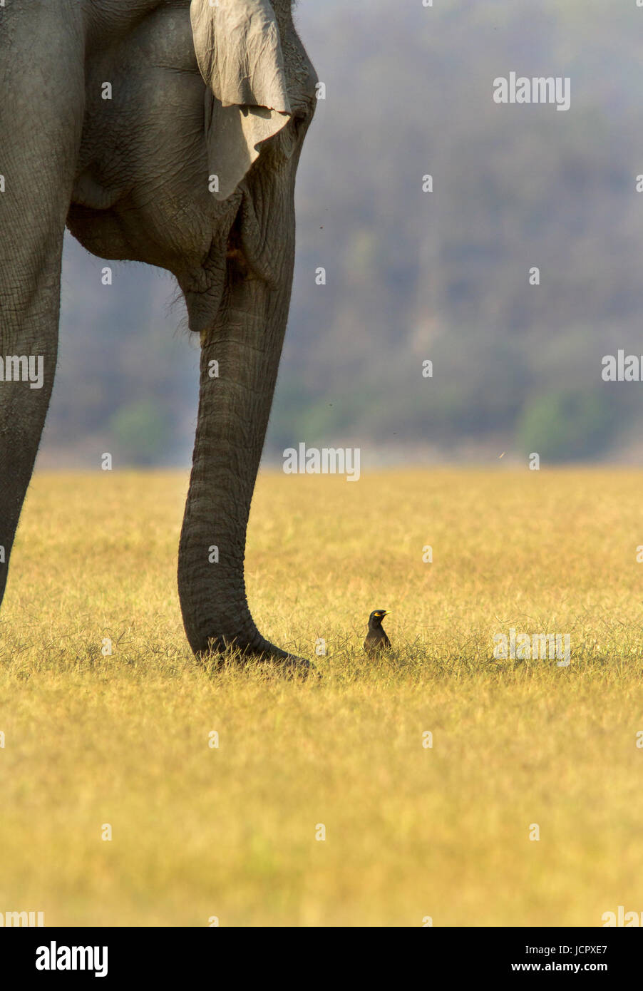 L'éléphant indien , corbett national park Banque D'Images