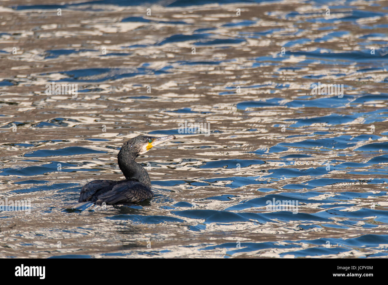 De grands oiseaux de la famille des Tyrannidés se déplaçant dans l'eau en position basse typique Banque D'Images