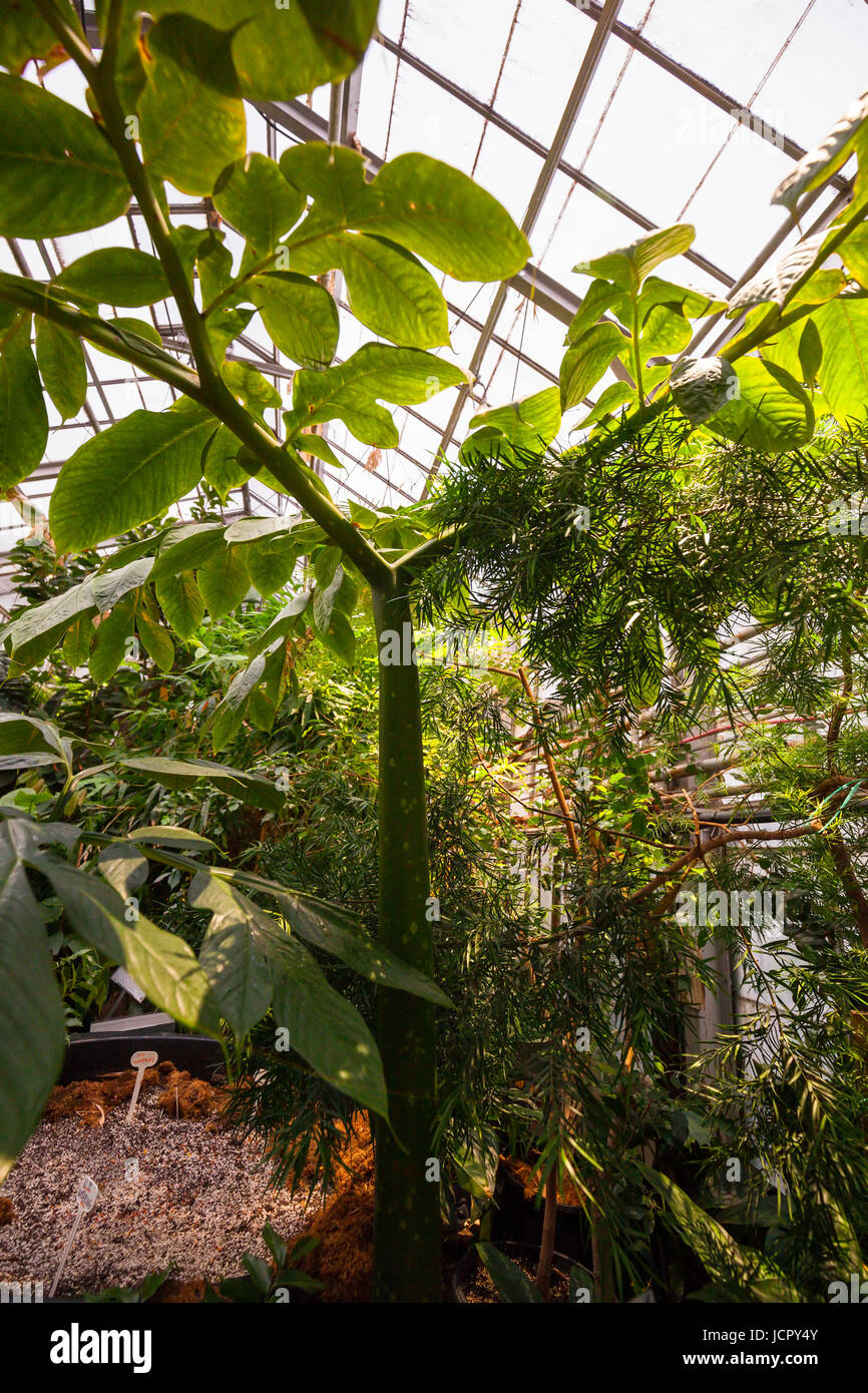 Une feuille d'arum titan Amorphophallus titanum ou feuille qui est originaire de l'Ouest de Sumatra. Les émissions de la biologie de l'Université McMaster, Hamilton, Ontario, Canada. Banque D'Images