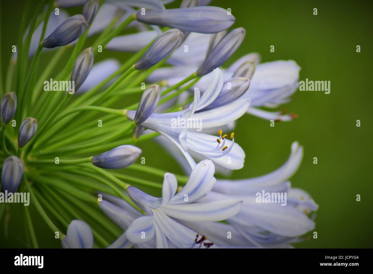 'Violet' Lily of the Nile agapanthus le soleil brille, Banque D'Images
