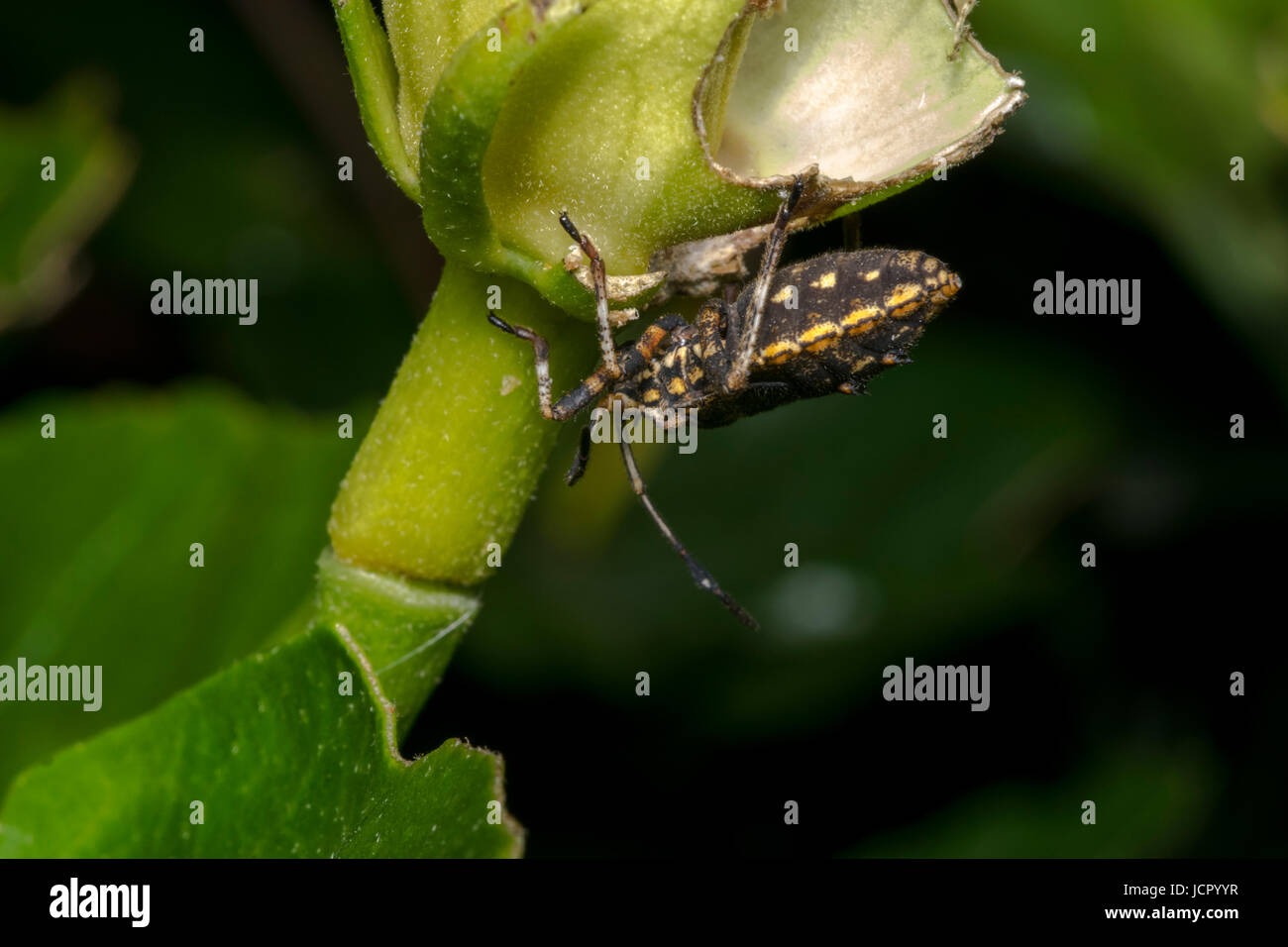 Jaune et Noir sur une feuille d'arbre de bug Banque D'Images