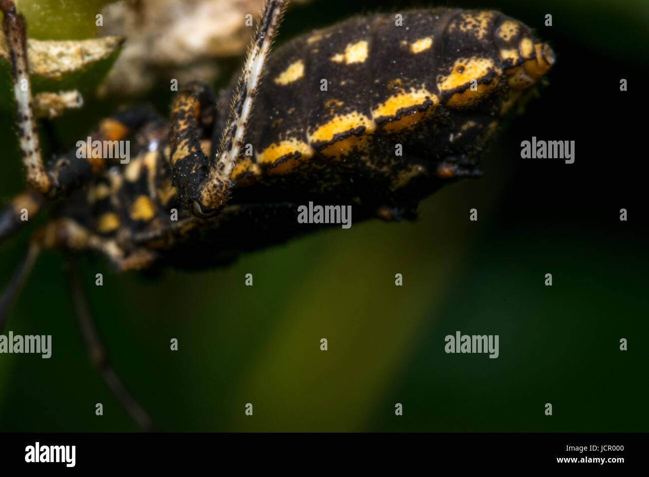 Jaune et Noir sur une feuille d'arbre de bug Banque D'Images