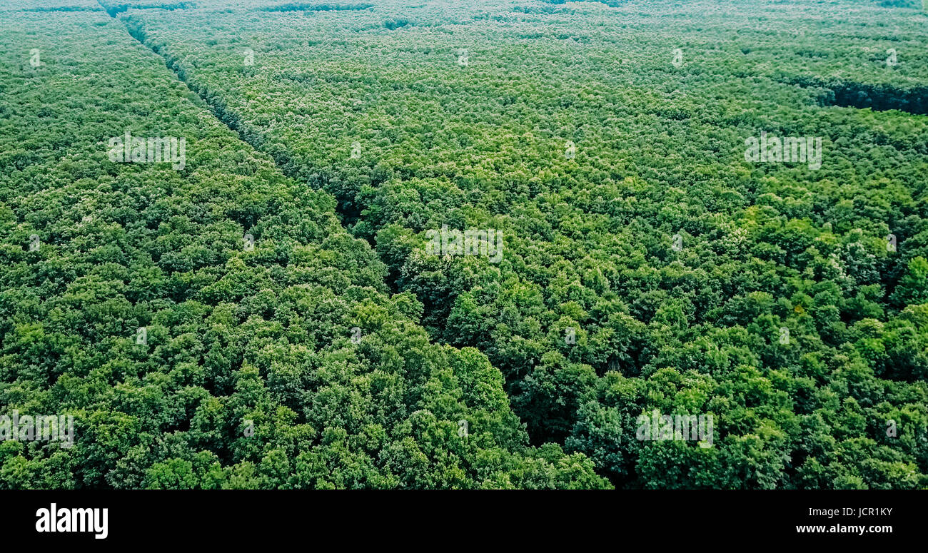 Drone aérien Vue de paysage arbres forestiers en été Banque D'Images
