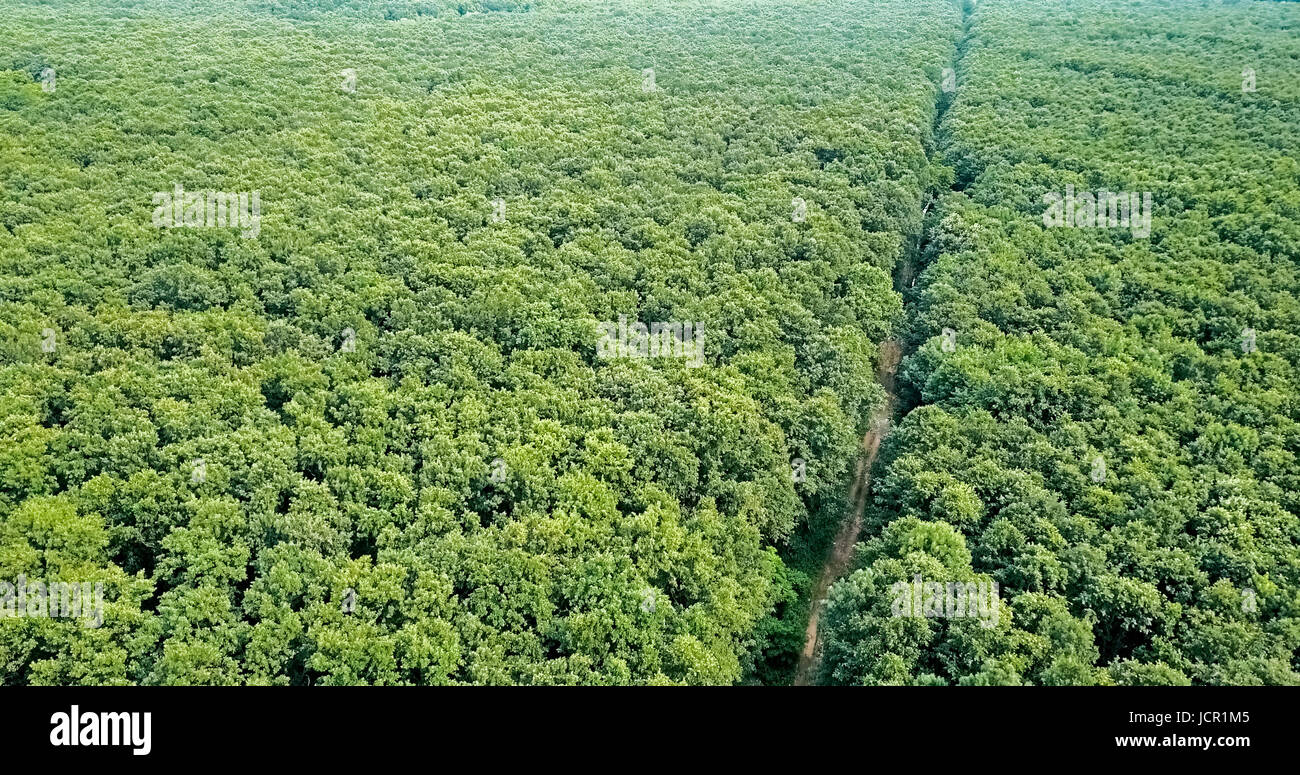 Drone aérien Vue de paysage arbres forestiers en été Banque D'Images