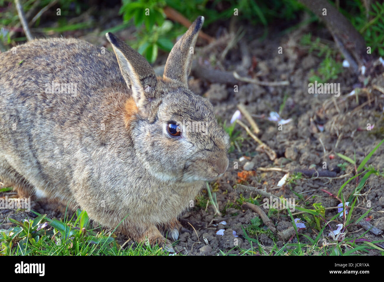 Lapin Commonadult sur l'herbe. Banque D'Images