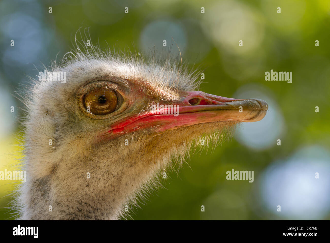 Image d'un animal grand oiseau d'autruche Banque D'Images