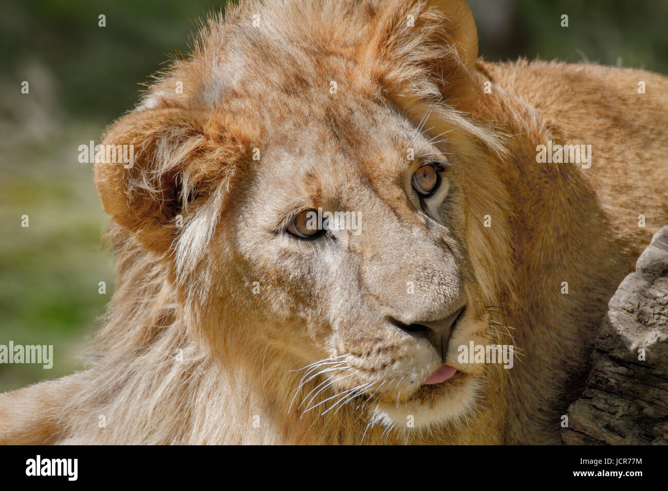Image d'un animal jeune lion couché dans l'herbe Banque D'Images