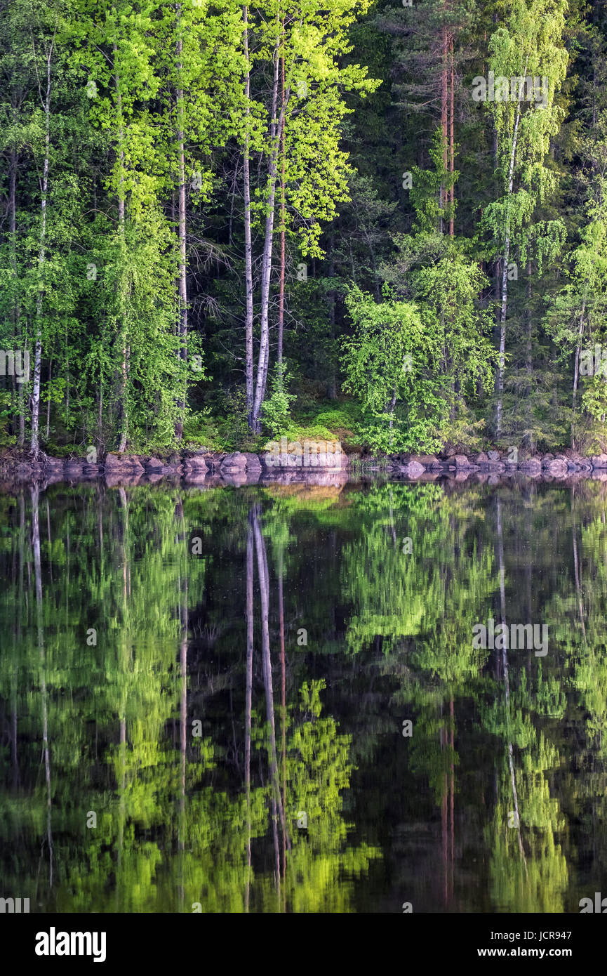 Belle forêt du lac de réflexion à bright journée d'été dans le Parc National de Liesjärvi, Finlande Banque D'Images