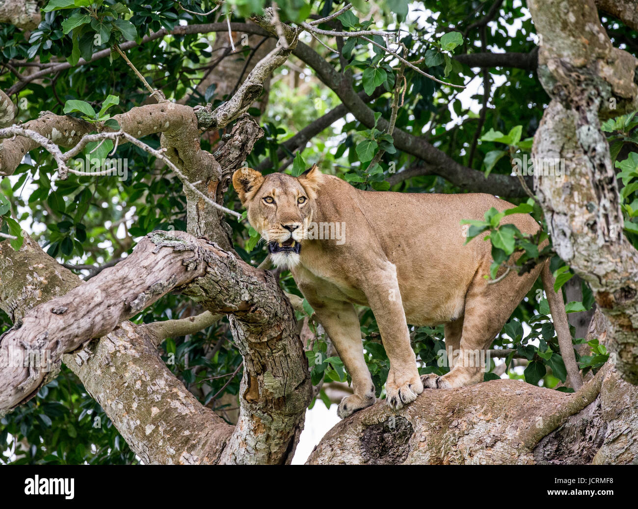Lionne sur un grand arbre. Gros plan. Ouganda. Afrique de l'est. Banque D'Images