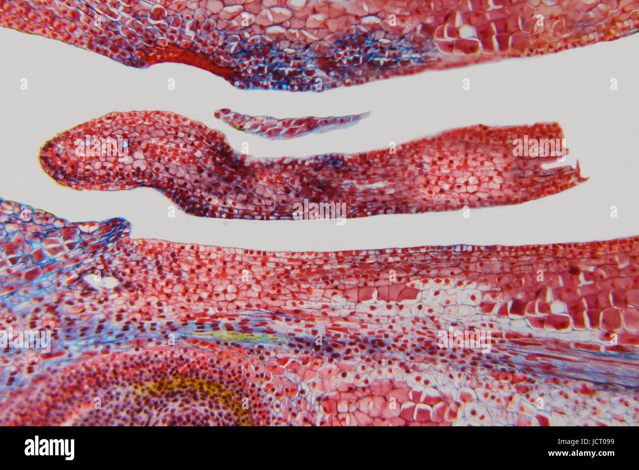 La nature des cellules Banque D'Images