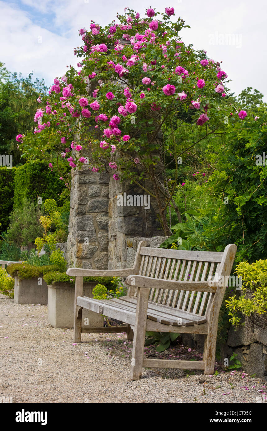 Banc en bois et une voûte en pierre rose avec rosiers grimpants dans le magnifique jardin botanique VanDusen à Vancouver, BC Canada Banque D'Images