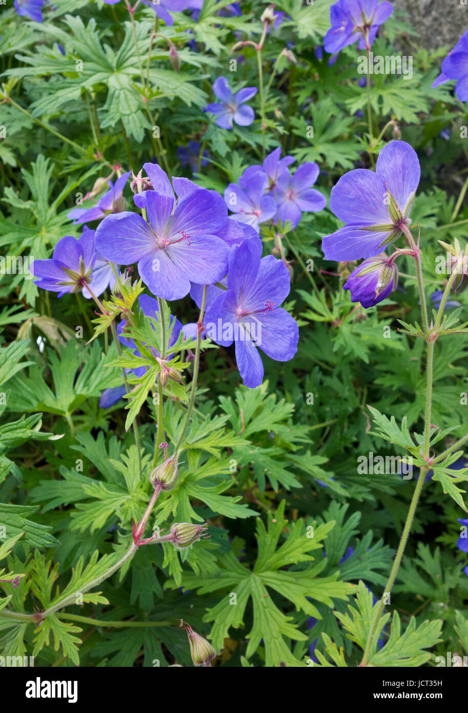 Gros plan du géranium sanguin Geranium 'Johnson's Blue' Banque D'Images