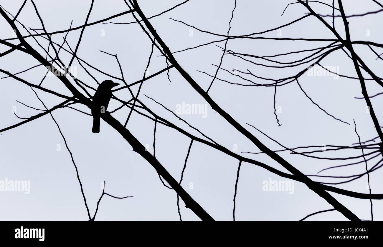 Silhouette d'oiseau contre ciel gris. Banque D'Images