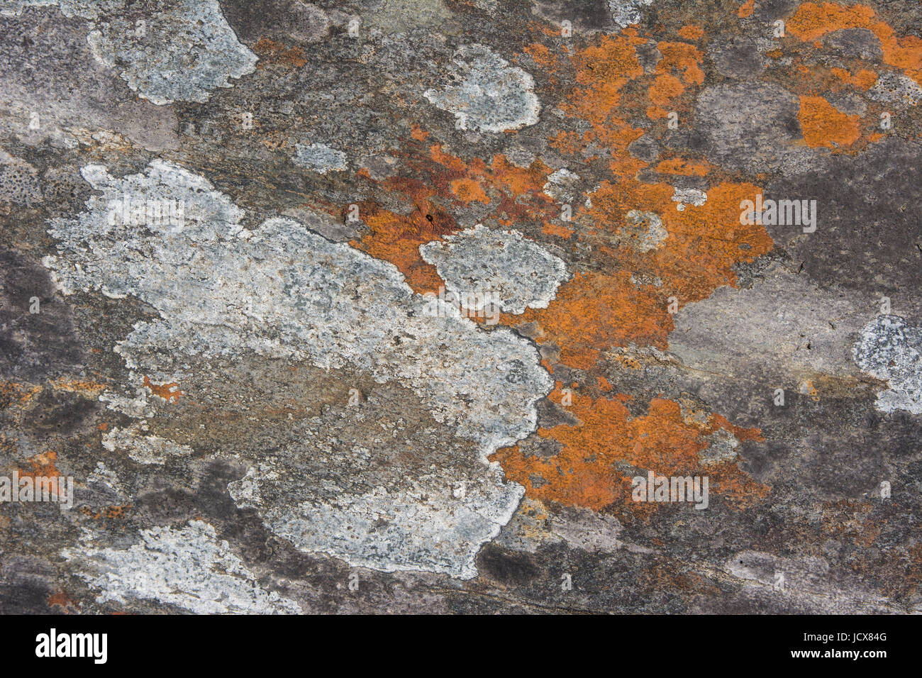 Rock et de lichen et de textures pour les images d'arrière-plan Banque D'Images