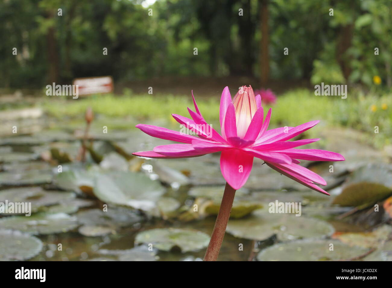 Une fleur de lotus en pleine floraison Banque D'Images