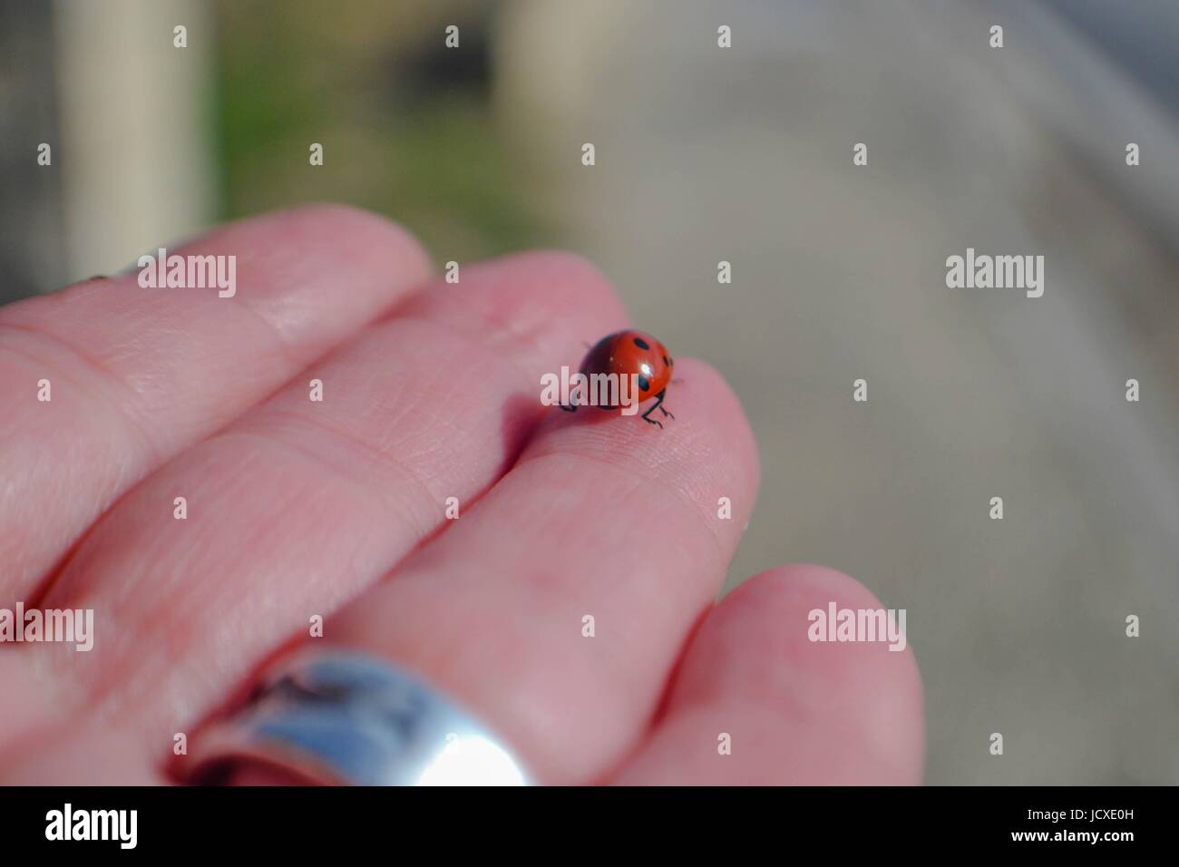 Petite coccinelle sur le doigt Banque D'Images