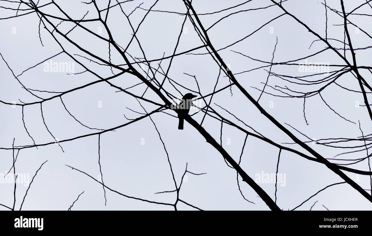 Silhouette d'oiseau contre ciel gris. Banque D'Images